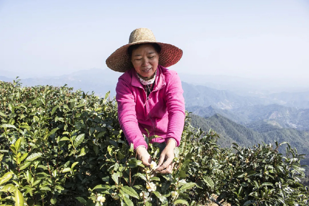 【初心鑄匠心】祝雪蘭：秉承六堡茶人的初心與堅守帶領村民走上致富路