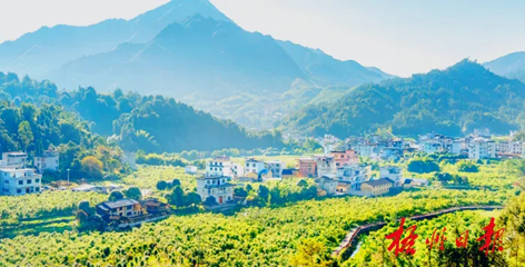 排名全國第13名！“梧州六堡茶”品牌價值實現新突破