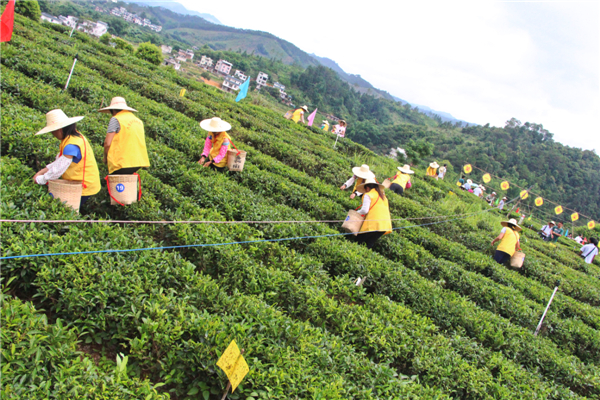 首屆梧州市六堡茶行業(yè)農民工技能競賽采茶環(huán)節(jié)現(xiàn)場選手們有序地進行采茶比賽.jpg